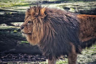 Side view of an animal on field