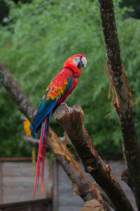 View of parrot perching on tree