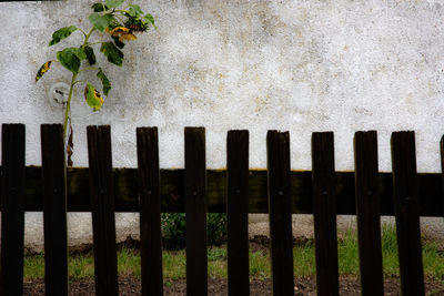 Plants growing by fence against wall