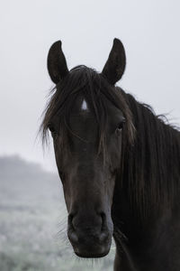 Close-up view of horse horse pony eyes snout in haze fog foggyhorse standing against sky