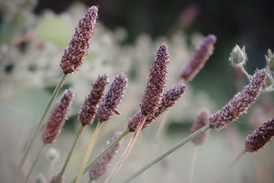 Dry plants