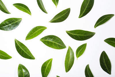 Close-up of plant against white background