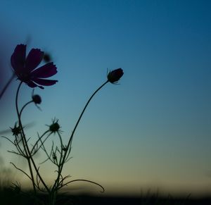 Low angle view of flowers against clear blue sky