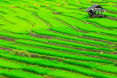 Scenic view of rice paddy