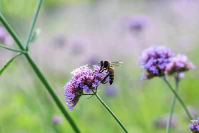 Close-up of bee pollinating on purple flower