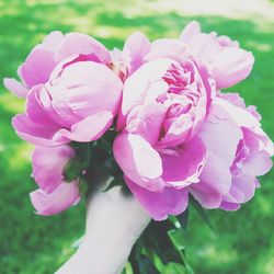Close-up of pink rose
