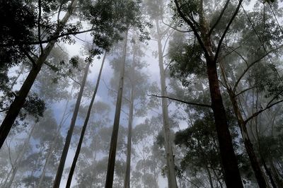 Low angle view of trees in forest