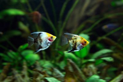 Close-up of fish swimming in sea