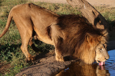 Side view of a cat drinking water