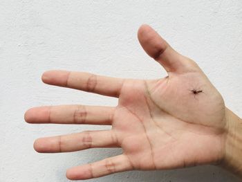Close-up of dead mosquito on hand against wall