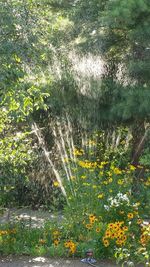 Yellow flowers blooming in pond