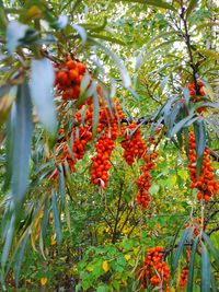 Close-up of red berries on tree