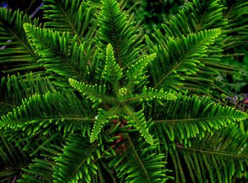 Full frame shot of pine tree