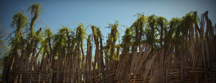 Low angle view of trees against sky