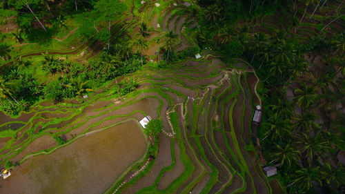 High angle view of terrace fields