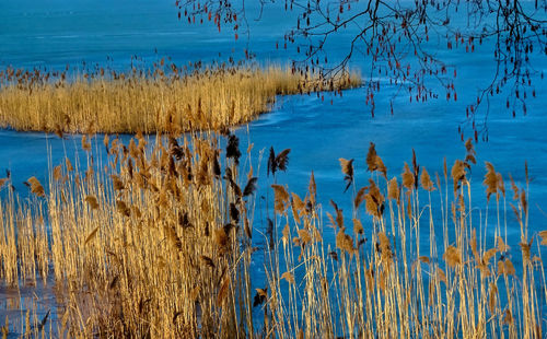 Scenic view of lake against blue sky