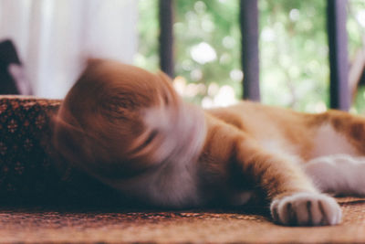 Close-up of cat sleeping