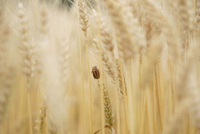 Close-up of wheat growing on field