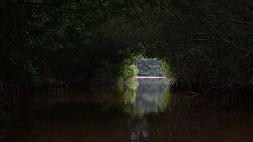 Reflection of trees in water