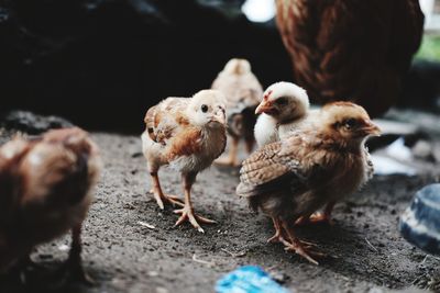 Close-up of birds