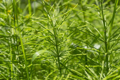 Full frame shot of plants growing on field