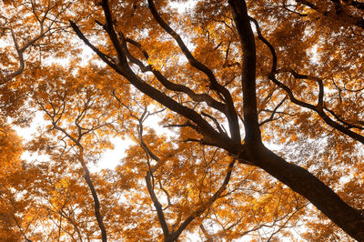 Low angle view of trees against sky during autumn