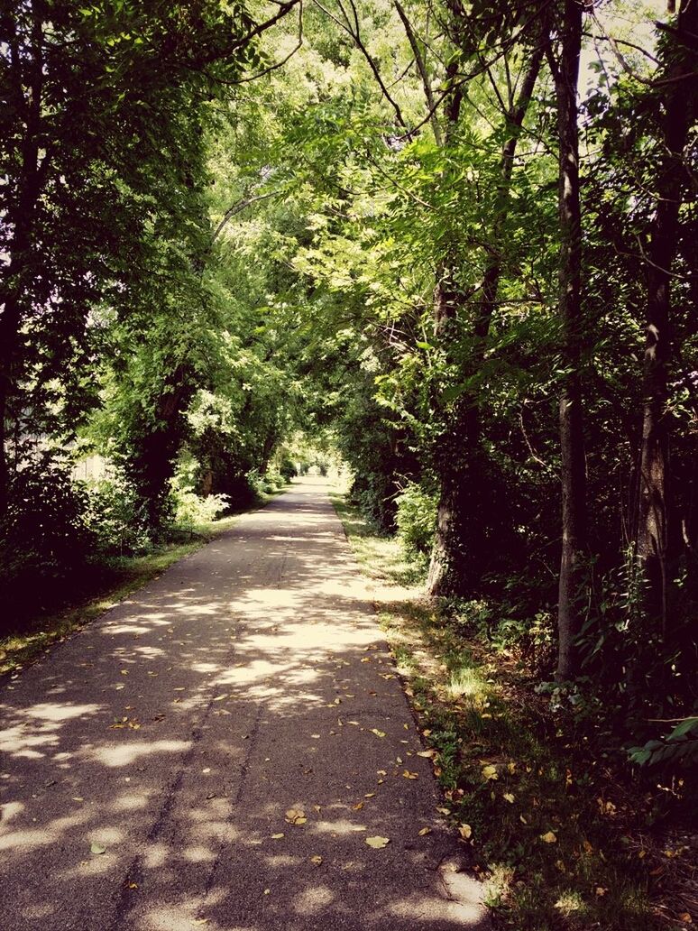 the way forward, tree, diminishing perspective, vanishing point, footpath, tranquility, growth, road, nature, dirt road, forest, tranquil scene, transportation, narrow, empty, pathway, sunlight, empty road, green color, long