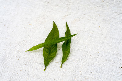 Close-up of leaves