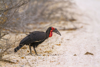 Bird perching on a field