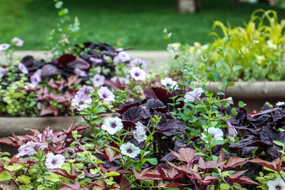 Close-up of purple flowering plants on field