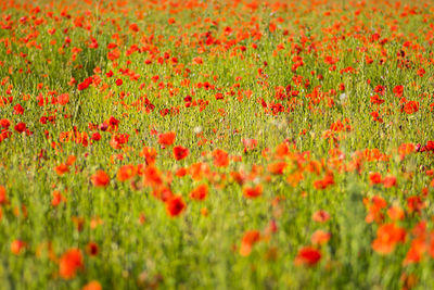 Red poppy flowers in field