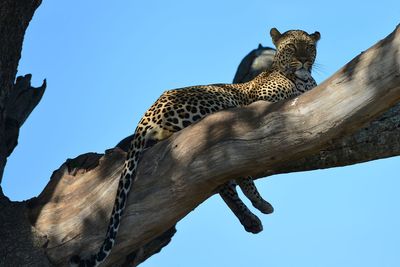 Low angle view of leopard in a tree