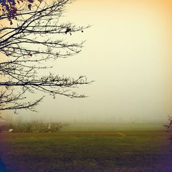 Trees on field in foggy weather