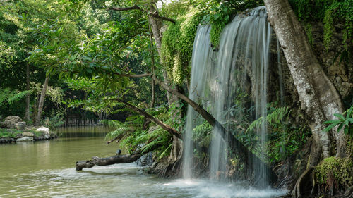 Scenic view of waterfall in forest