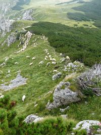 High angle view of flock of sheep on mountains