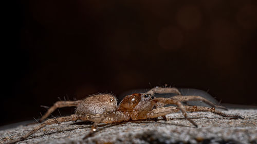 Close-up of lizard on rock