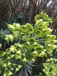 Close-up of fresh green plants in forest