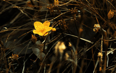 Golden nature