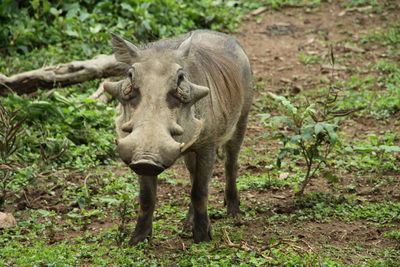 Warthog facing camera