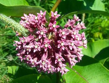 Close-up of pink flowers