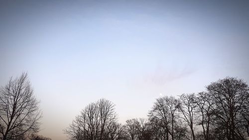 Low angle view of trees against sky