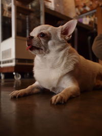 Dog sitting on table at home