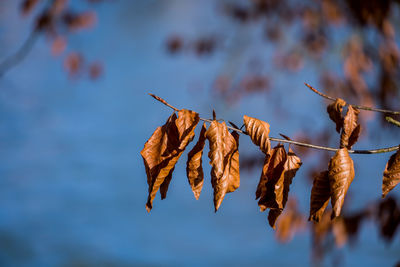 Close-up of dry leaves on plant