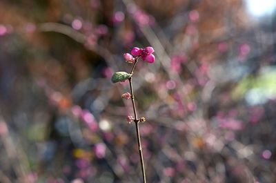 Close-up of pink flowers against blurred background