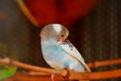 Close-up of bird perching on branch