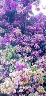 High angle view of pink flowering plant