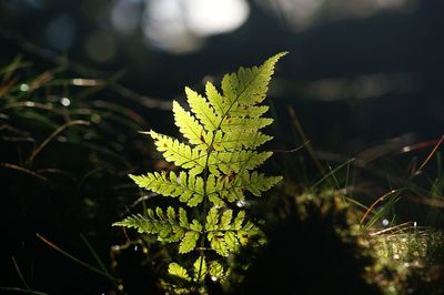 Close-up of plant