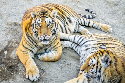 Tigers lying in a zoo