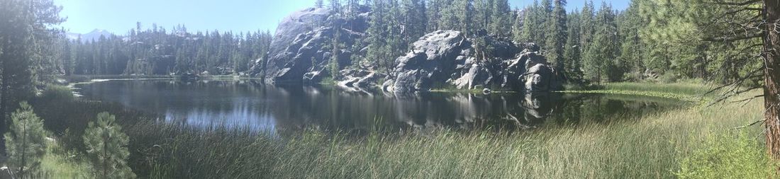 Scenic view of lake in forest