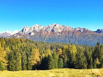 Scenic view of pine trees against clear blue sky